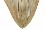 Serrated, Fossil Megalodon Tooth - Indonesia #225761-3